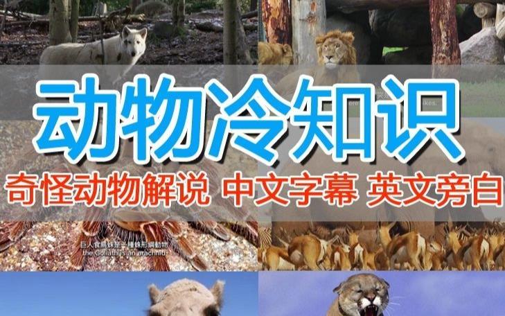 外面卖1699的国外纪录片解说（动物解说、美食、动画片）稳过中视频-学习资源库